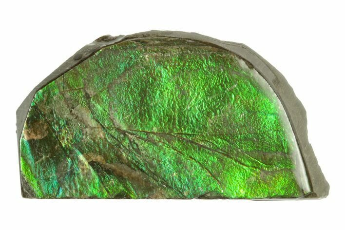 Iridescent Ammolite (Fossil Ammonite Shell) - Brilliant Green #243015